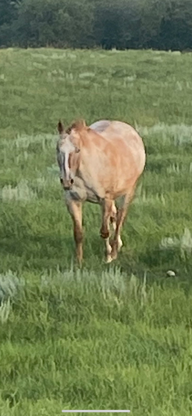Older Appaloosa mare in Horses & Ponies for Rehoming in Edmonton