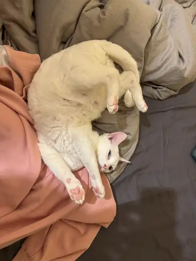 A pretty and 2.5year-old girl, not neutered yet, sill can have baby. I’m moving to another nation so...