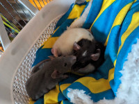 3 baby male rats