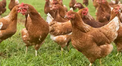 ●● Red Sexlink PULLETS_HENS 5 Months Old, View more