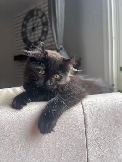 American Curl and Siberian mix kitten, View more