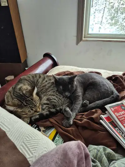 2 female cats available, View more