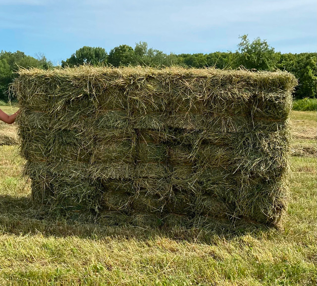 Hay - Small Square Bales in Livestock in Oshawa / Durham Region