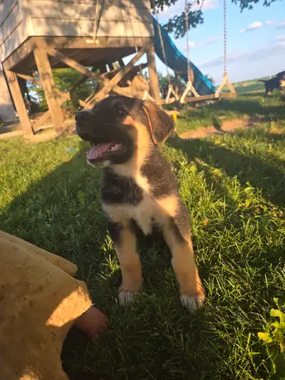 German Shepherd Puppies, View more