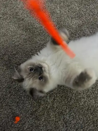 Himalayan cat | chat himalayen, View more