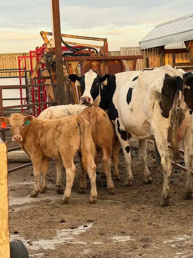 Exposed Nurse Cows  in Livestock in Lethbridge - Image 6