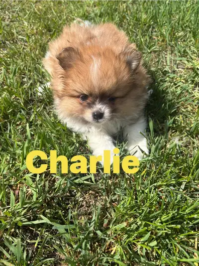 Charlie parti 1350 Leo 1850 Parent dogs are both teddybear Pomeranians. They were chosen as part of...