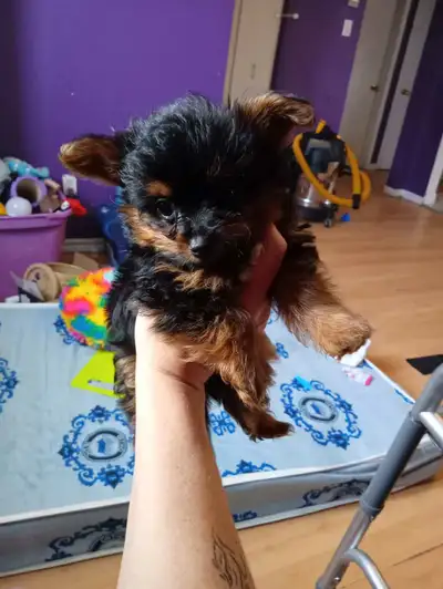 Yorki poo, View more