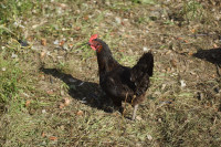 Black Sex Link Laying Hens