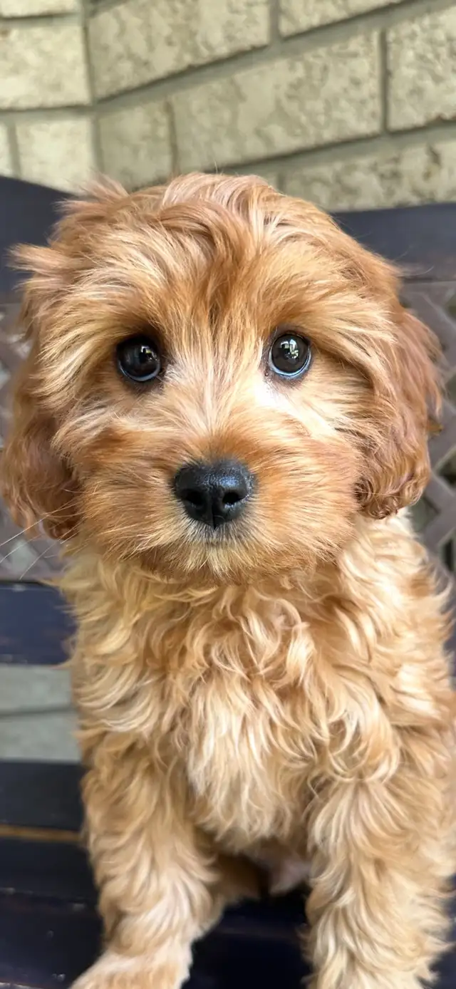 F1b Cavapoo Puppies (One Left) in Dogs & Puppies for Rehoming in Mississauga / Peel Region - Image 2
