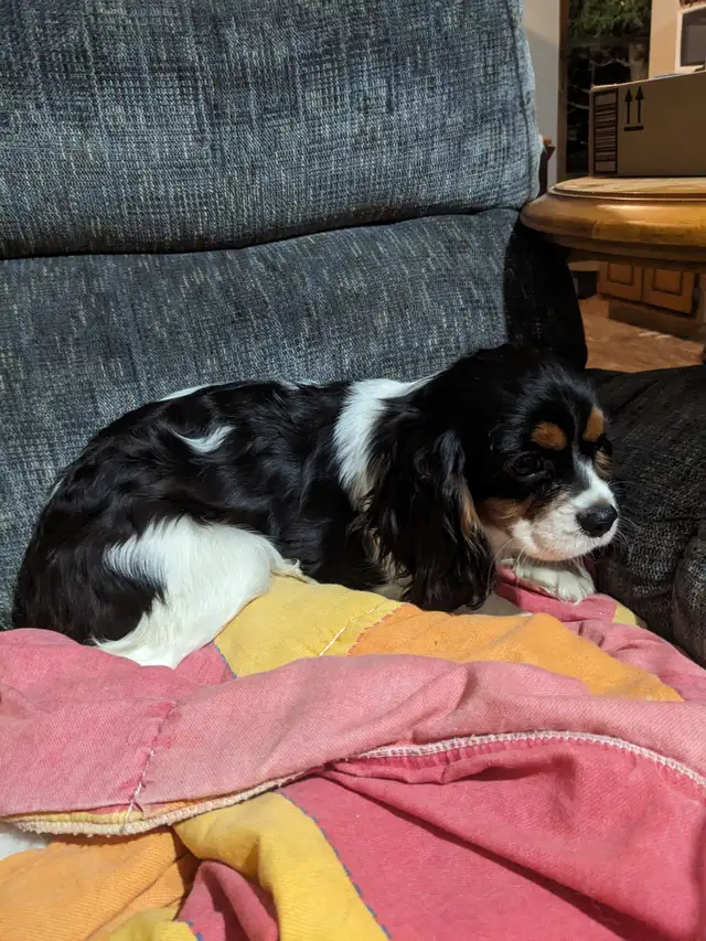 Cavalier King Charles Spaniel Puppies in Dogs & Puppies for Rehoming in City of Toronto - Image 10