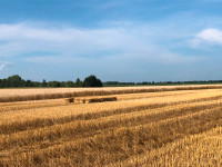 2023 Straw in Small Square Bales!