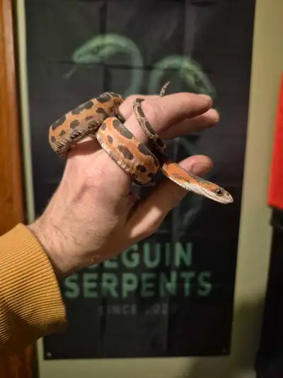 Snake Sale!! Scaleless & Ball Python, View more