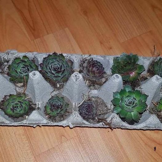Tray of 12 Hens and Chicks in Plants, Fertilizer & Soil in Hamilton - Image 2
