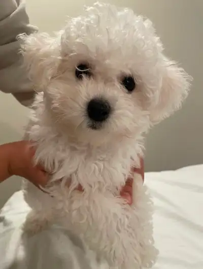 We are looking for a loving new home for our beautiful 14-week-old Bichon Frisé puppy. She is fully...