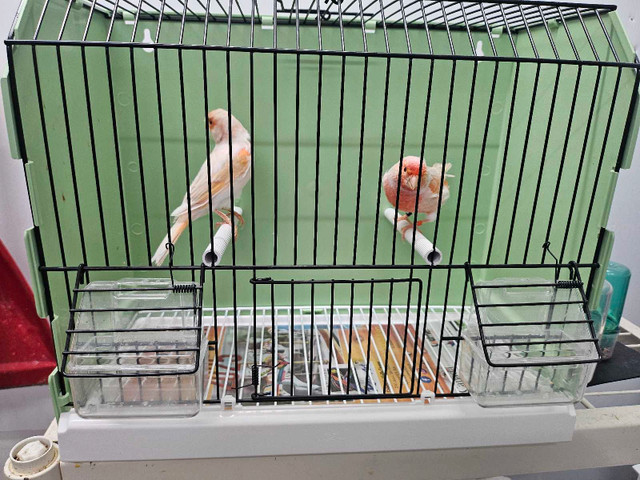 Canaris opale satiné dans Oiseaux à adopter  à Laval/Rive Nord