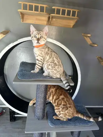 Please view our pages for many photos , videos and positive reviews from our customers !! Bellebenga...