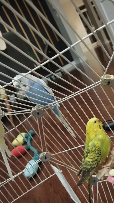 3 tamed budgies, cage available as well, View more