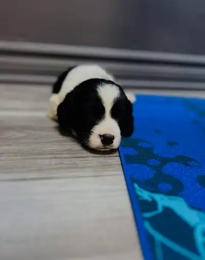 Springer spaniel puppies, View more