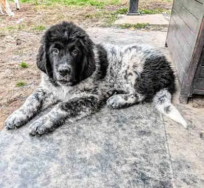 15 week old Landseer Newfoundland Puppy, View more