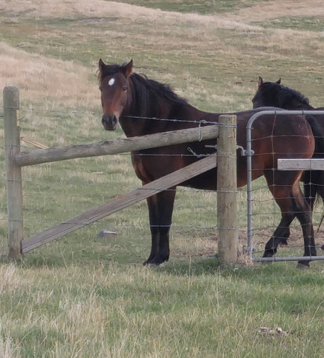 Arab-Welsh grade mare in Horses & Ponies for Rehoming in Kamloops