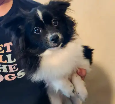 ⭐️⭐️⭐️⭐️⭐️ Adorable Royal Pomeranian Puppies for Sale – Pure Joy & Love! We are excited to offer hea...