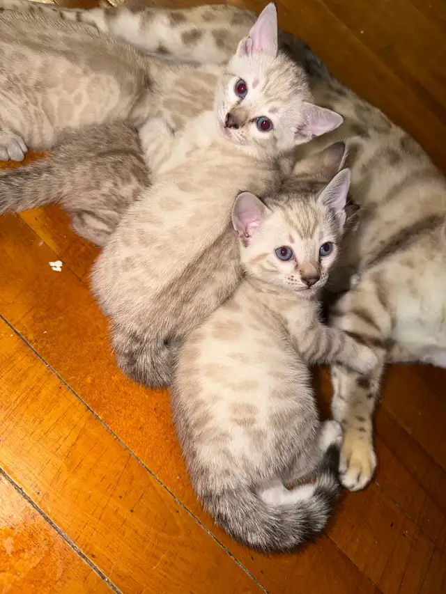 Gorgeous Snow Lynx Bengal Kittens Available in Cats & Kittens for Rehoming in City of Toronto - Image 2