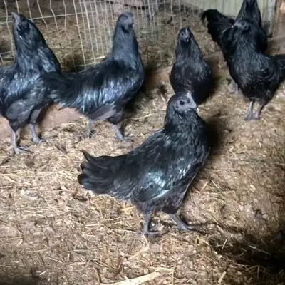 Purebred Ayam Cemani Hatching Eggs, View more