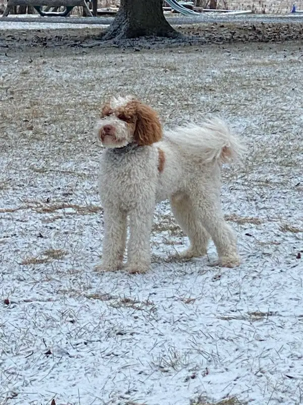 Cavapoo Puppies - Health Tested - Fox Reds! in Dogs & Puppies for Rehoming in Ottawa - Image 8