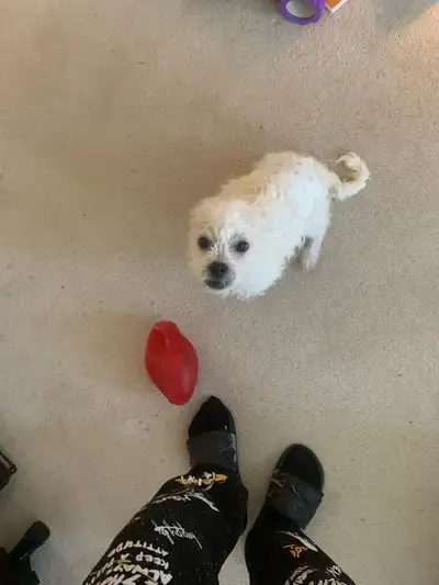 Bought as a gift for someone who just lost their 15 year old dog and he doesn’t want him and I have...