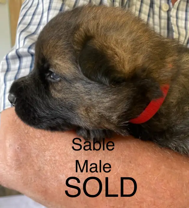 ALL SOLD PENDING PICKUP!! CKC REGISTERED   PUPS in Dogs & Puppies for Rehoming in Edmonton - Image 7