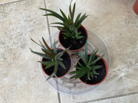 Succulent and cactuses house plants  5 plants for 20$ 