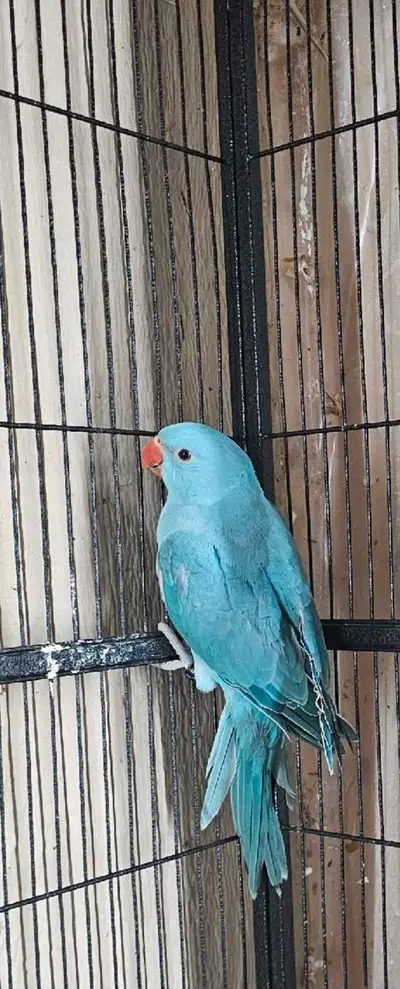 Indian ringneck blue , View more