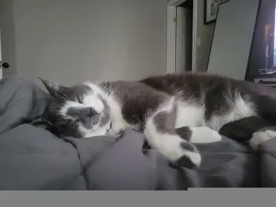 Gray and White, View more