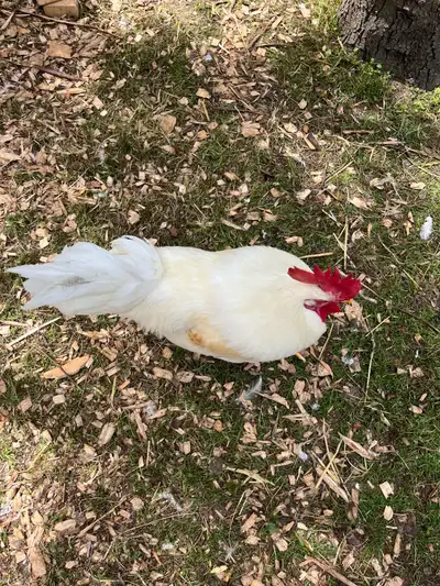 2   4.5 month beautiful roosters!, View more