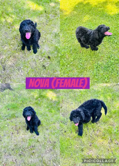 Left !Double Doodles (Labradoodle X Aussiedoodle), View more