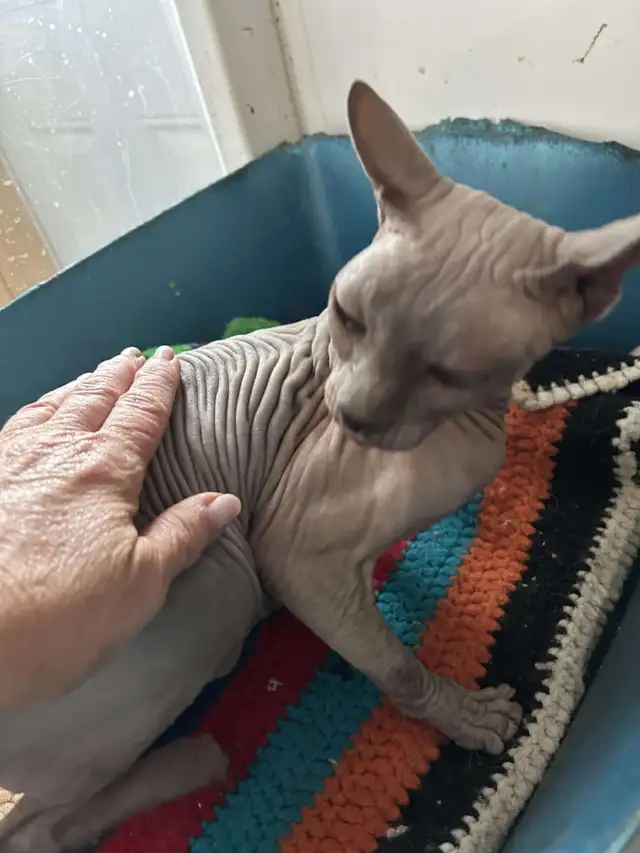 Chat Sphynx in Cats & Kittens for Rehoming in Lac-Saint-Jean - Image 3