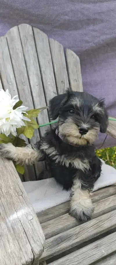 Miniature Schnauzer Puppy, View more