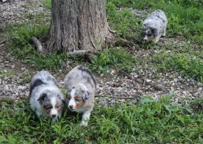 Gorgeous puppies available and ready to go. Males and females who are lovable and can't wait to snug...