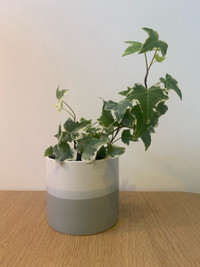 Moving Sale - Ivy plant + pot 