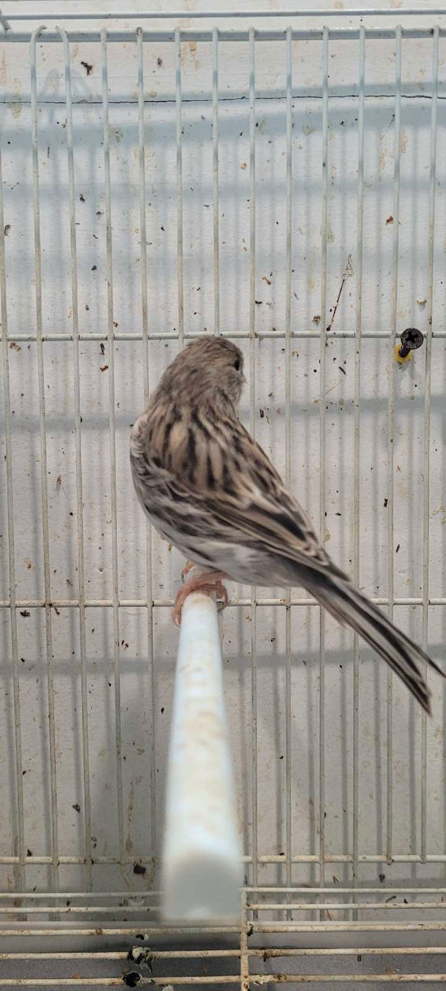 femelle canari  dans Oiseaux à adopter  à Laval/Rive Nord - Image 4