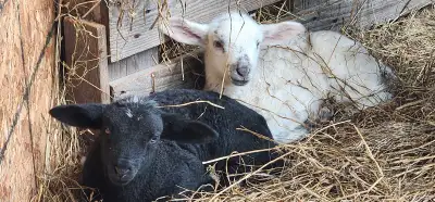Lambs available come fall  reserve now, View more