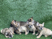 Fluffy carriers and full fluffy French bulldog puppies 