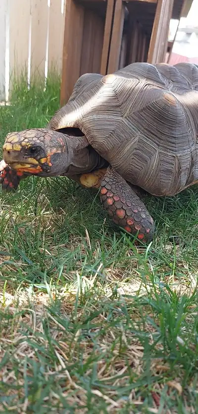Sheldon the red footed tortoise, View more