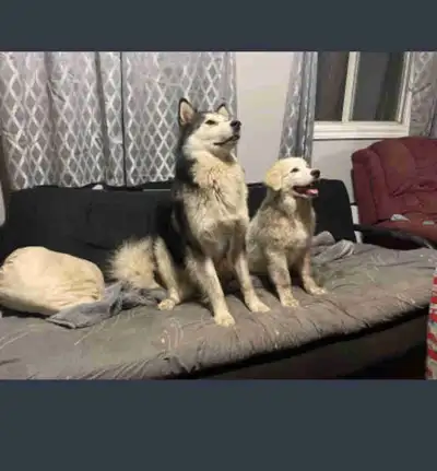 Alaskan Malamute x Great Pyrenees Puppies, View more