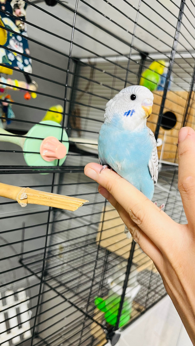 white- blue baby budgies need a lovely home/budgie  in Birds for Rehoming in Downtown-West End - Image 2