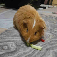 Guinea pig looking for a new home