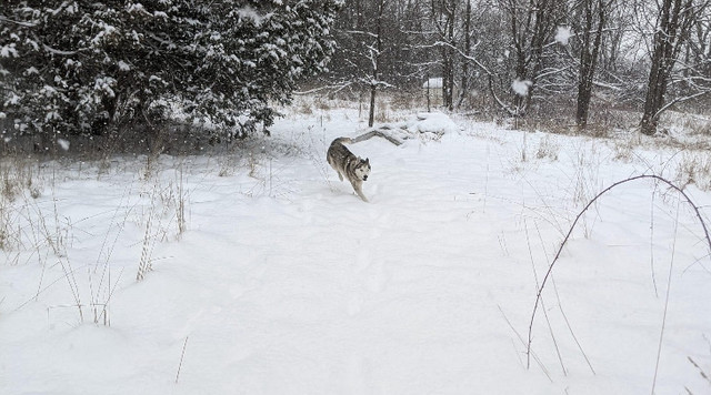 Siberian Husky pair to be rehomed in Dogs & Puppies for Rehoming in Ottawa - Image 3