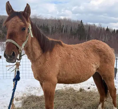 project horse for sale!, View more