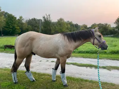 3YO Quarter Horse, View more